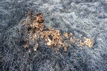 Broken abandoned anthill from orange soil surrounded by ashes of burnt grass wildfire image. Protect animals, save planet, keep nature, save fauna concept