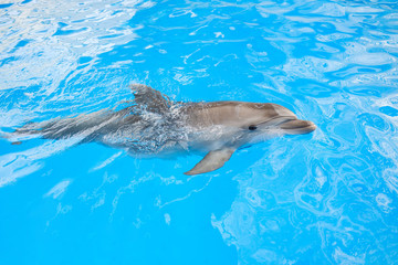 happy smiling bottlenose dolphin playing in blue water in sea.