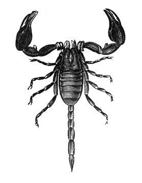 Scorpion (Euscorpius carpathicus) / Antique engraved illustration from Brockhaus Konversations-Lexikon 1908