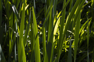 green grass background