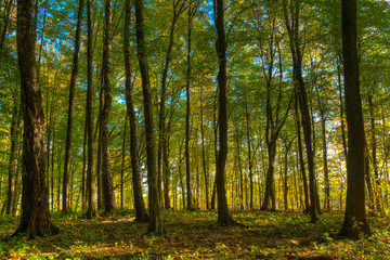 Fototapeta na wymiar Green deciduous forest. Masuria, Poland.