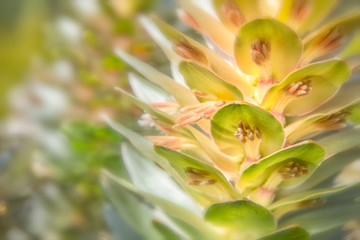 Fototapeta premium proteas and flowers of the cape floral kingdom south africa