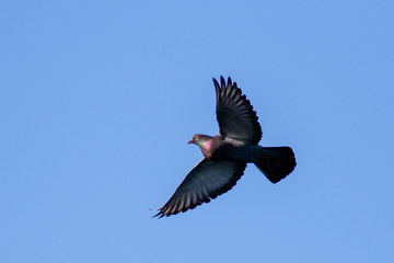 Pigeon in flight