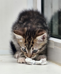 Naklejka premium little striped with white kitten on window sill at home