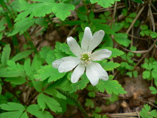 White small flowers in the spring forest. Primrose