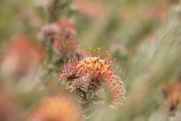 proteas and flowers of the cape floral kingdom south africa