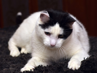 white with black spots on the face of a cat