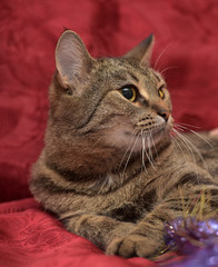 striped cat on a red background