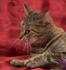 striped cat on a red background