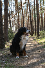 Fototapeta premium Happy Bernese mountain dog walking in the pine forest on string sunny day