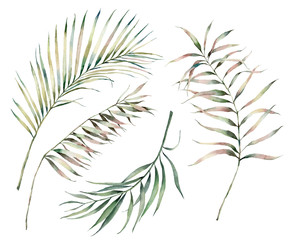 Watercolor summer set with palm branches. Hand painted tropical leaves and twigs isolated on white background. Floral illustration for design, print, background.