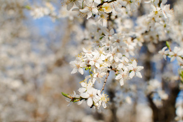 .flowering tree cherry plum spring nectar pollen blossoms tree fruit white flowers