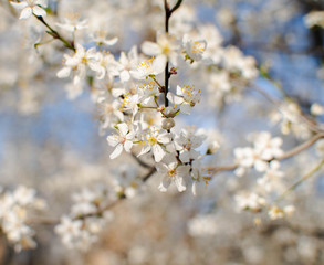 .flowering tree cherry plum spring nectar pollen blossoms tree fruit white flowers