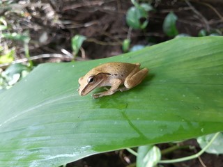 frog on leaf