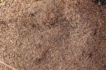 ant hill in the forest, a lot of ants, wildlife