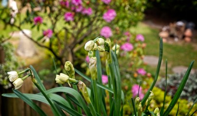 Flowers in the Garden