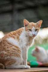 Portrait of white cat with orange spot looking, close up Thai cat