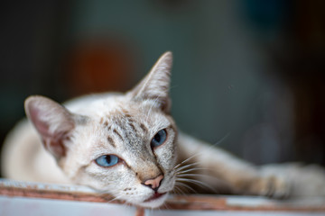 Portrait of Siamese cat, close up Thai cat relaxing