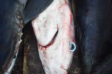 Pequeño tiburón muerto pescado en Marruecos con una mirada triste