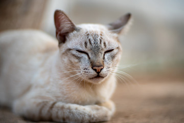 Portrait of Siamese cat, close up Thai cat relaxing