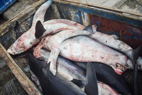 Varios peque&ntilde;os tiburones muertos metidos en una caja en  un puerto de Marruecos