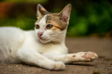 Portrait of white cat lay on the floor, close up Thai cat