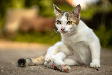 Naklejka na ściany i meble Portrait of white cat lay on the floor, close up Thai cat