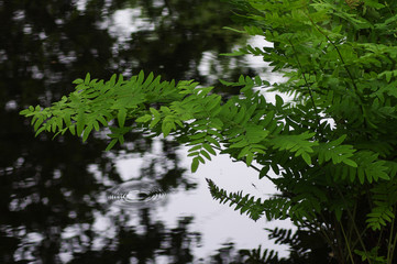 water and leaves