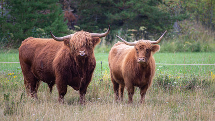 Highland cattle standing on field.