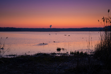 Fototapeta na wymiar Morning sunrise at the lake with birds and floating swans
