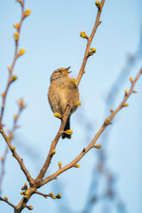 Singing bird on a branch in early spring.
