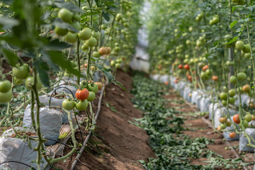 Vegetables and fruits, non-toxic and healthy for the Royal Project by the hill tribes