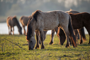Horses in morning sunlight grazing in meadow. © ysbrandcosijn