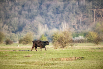 Young black cow in the countryside.