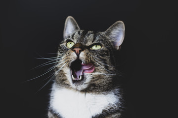 Cat sits against dark background