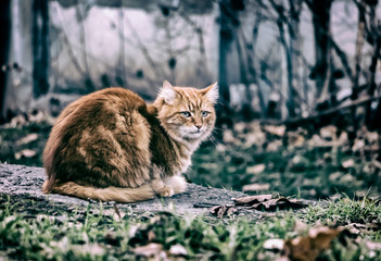 Naklejka na ściany i meble Sad red cat in an empty park.