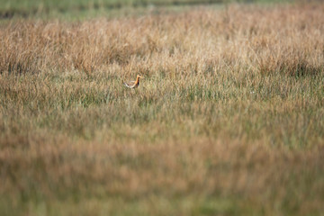 Obraz na płótnie Canvas Black-tailed godwit in grassland.
