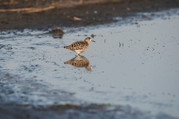 Common redshank in sunny wetland.