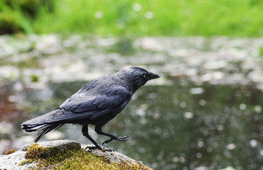 crow on the ground