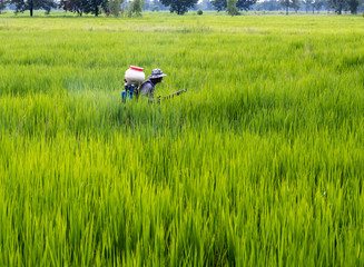 One farmer sprayed fertilizer in the green rice fields.