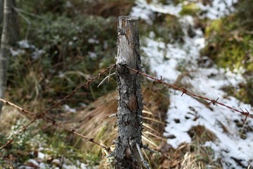 Old barbed wire fence