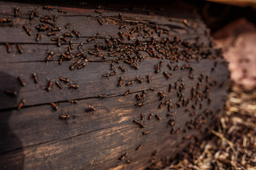 ant hill in the forest, a lot of ants, wildlife