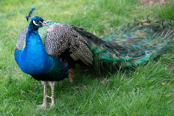 Obraz premium Female peacock showing off its wonderful plumage