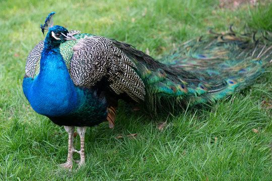 Female peacock  showing off its wonderful plumage