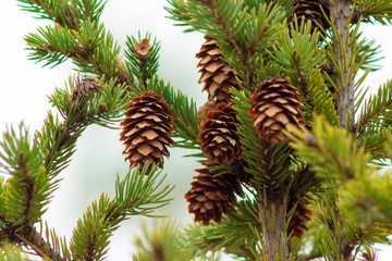 lush pine and beautiful seeds