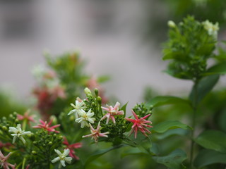 Rangoon Creeper, Chinese honey Suckle, Drunen sailor, Combretum indicum DeFilipps name pink and white flower blooming in garden on blurred of nature background