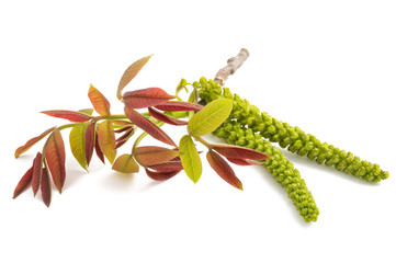 Walnut catkin