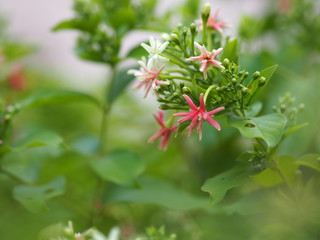 Rangoon Creeper, Chinese honey Suckle, Drunen sailor, Combretum indicum DeFilipps name pink and white flower blooming in garden on blurred of nature background