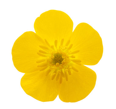 Woolly buttercup