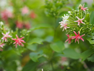 Rangoon Creeper, Chinese honey Suckle, Drunen sailor, Combretum indicum DeFilipps name pink and white flower blooming in garden on blurred of nature background